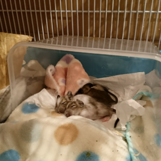 デグー里親募集