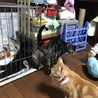 どっこいさん