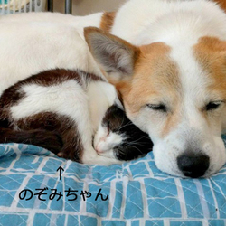 千葉市「幕張 ねこの譲渡会」ワンコと同居可能なにゃんこ参加します サムネイル1