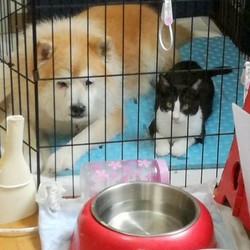 千葉市「幕張 ねこの譲渡会」ワンコと同居可能なにゃんこ参加します サムネイル2