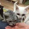 おやつのチュールの時間