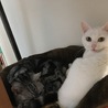 ベッドはぎゅうぎゅう