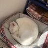 ゆきのお気に入りベッド