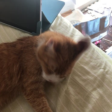 ソラくんの写真