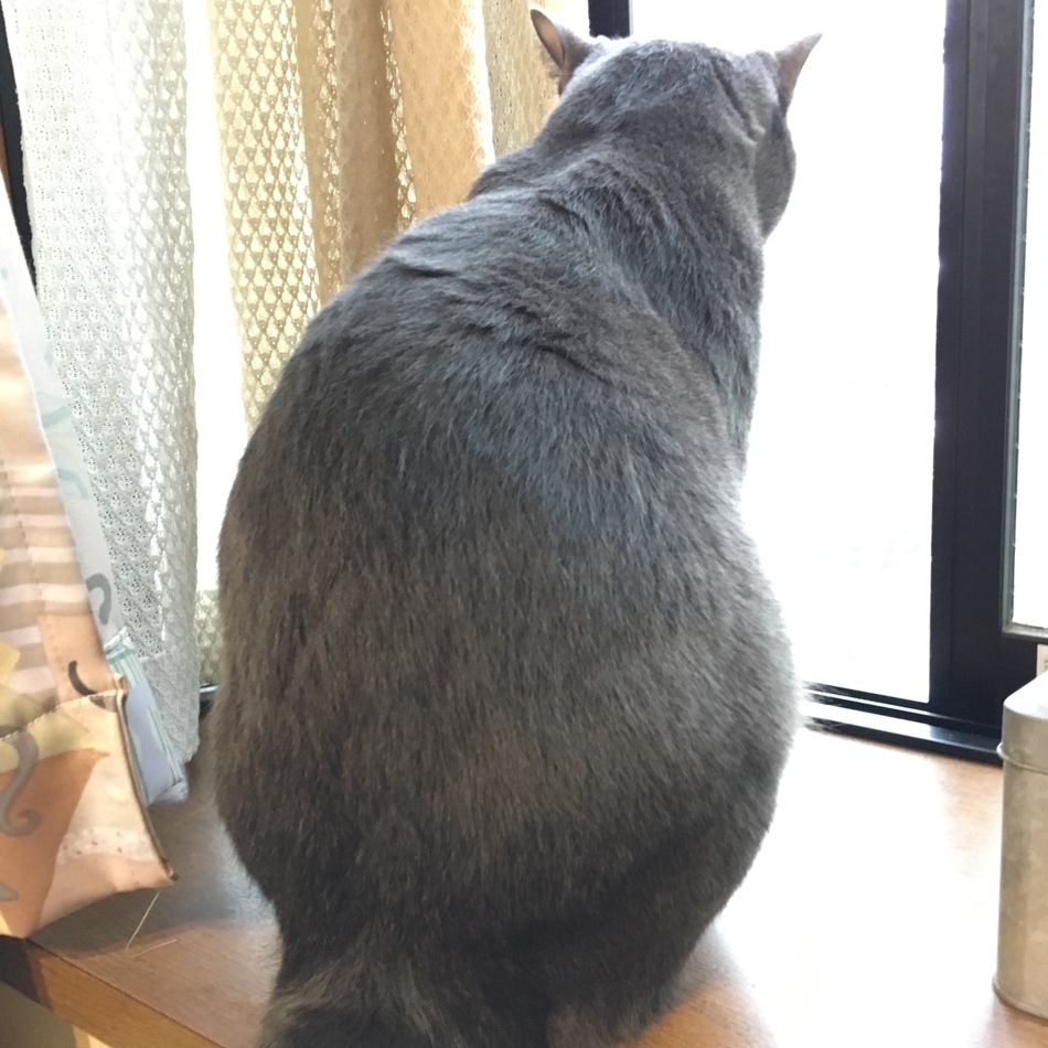 ファル氏のカバー写真