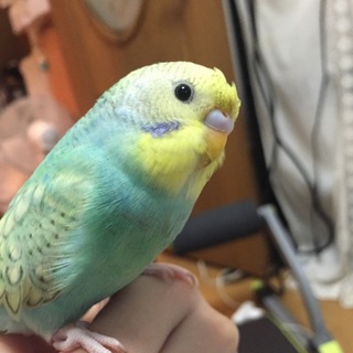 温厚な子です！