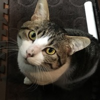 ポン吉
