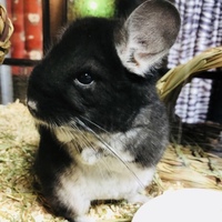 のあ♂(チンチラ)
