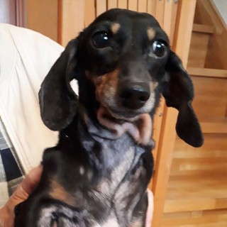 ちょっぴりシャイなサクラちゃんの家族募集です