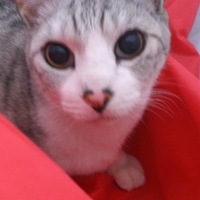 ロン