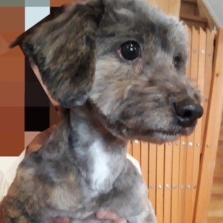 明るいウメちゃんの家族募集です