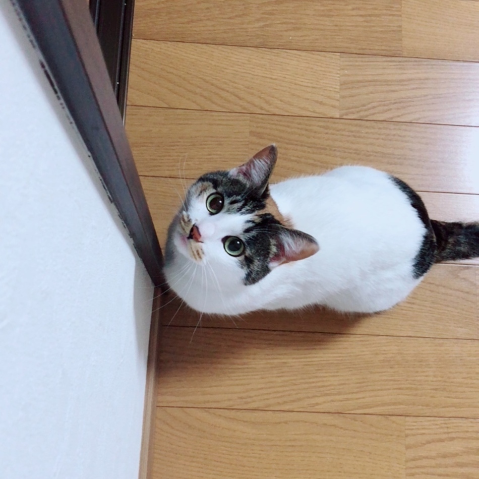 ラムネのカバー写真