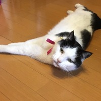 うしこ