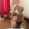 おぼっちゃま
