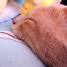 ねこちゅけ