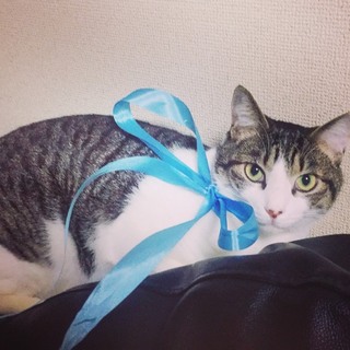 イケメン美猫に癒されませんか？