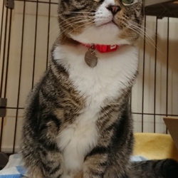 「首輪を新調♪」サムネイル1