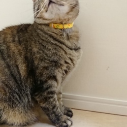 「首輪を新調♪」サムネイル2