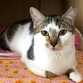 人も猫も大好き♪クルミちゃん