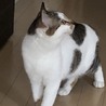 人も猫も大好き♪クルミちゃん サムネイル3