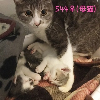 管理番号：OS−544