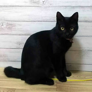 いたずら兄妹♪ランチちゃん