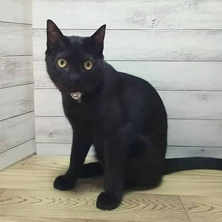 いたずら兄妹♪ヤジロベーくん