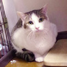アーモンドアイの美猫ちどりちゃん♡1歳未満 サムネイル2