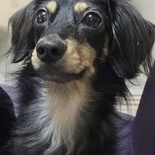 大切に飼って頂ける方探しています。