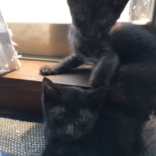 活発な子猫姉妹です