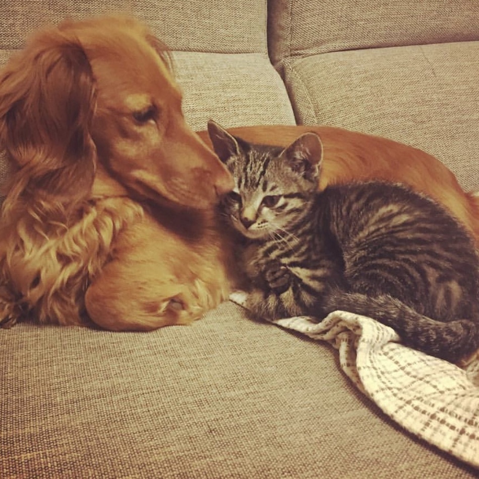 トラジのカバー写真