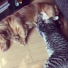 おっぱい大好き。もう子猫ではありません
