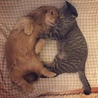エルちゃんとトラちゃん