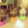 ご飯中