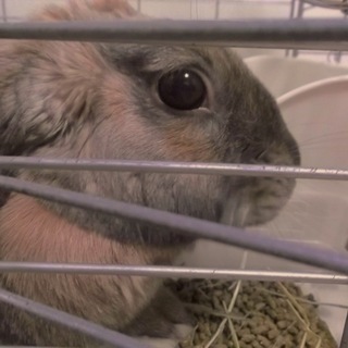 可愛いロップイヤーの新しい家族を募集します。