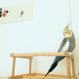 元気なオカメインコ(1羽)の里親を募集します。