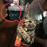 チュール大好き