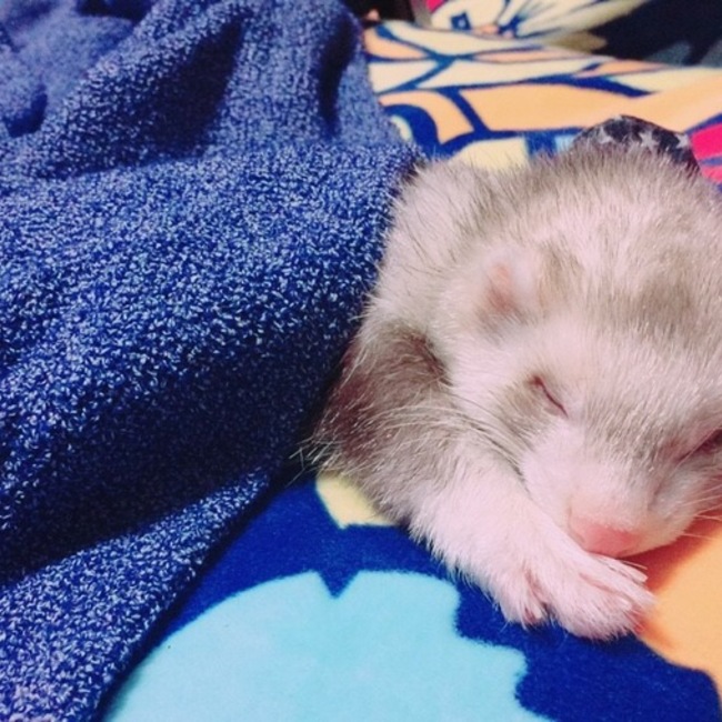 しょいちのカバー写真