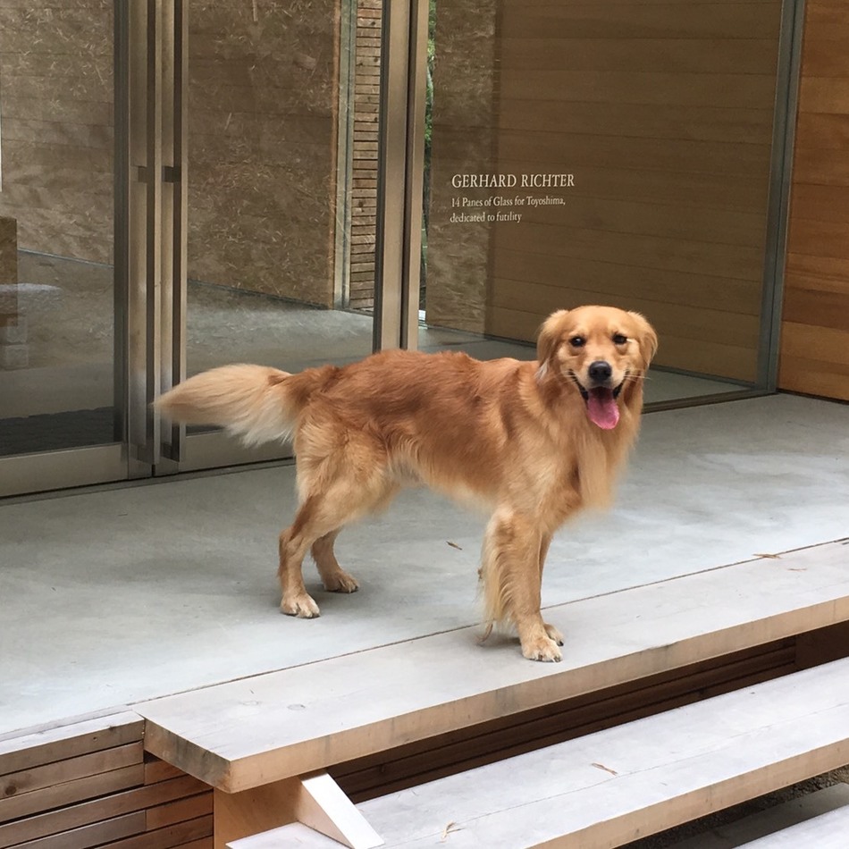 ジーノのカバー写真