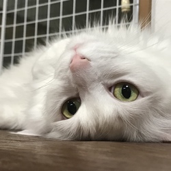 「だららんマリー」サムネイル1