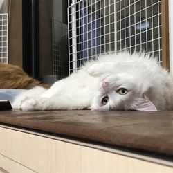 「だららんマリー」サムネイル2