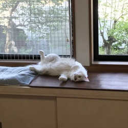 「だららんマリー」サムネイル3