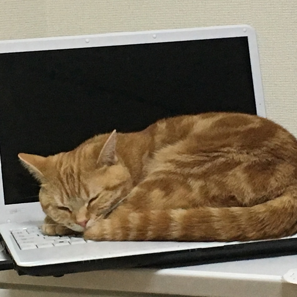 プリンのカバー写真