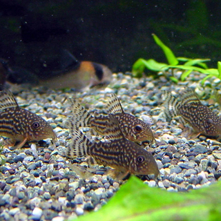 里親さま決まりました、コリドラス4種他