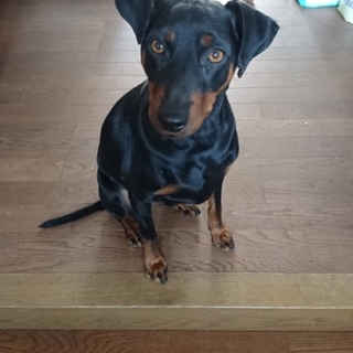 尻尾の長いミニピン♪ケント君の家族募集します