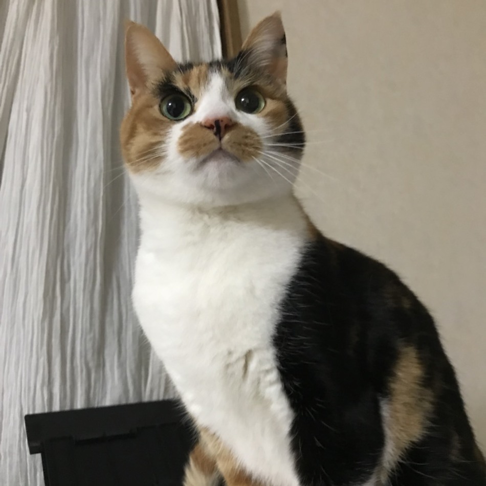 ココナのカバー写真