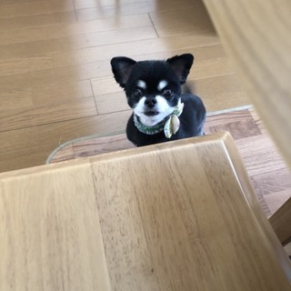 ロングコートチワワ 6月で11歳の男の子