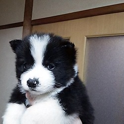 我が家の新米保護っ子たち！！