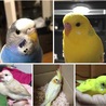 ももぷぴ