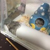 わかぴゆき